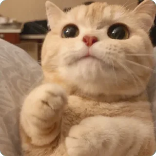 🐱 emoji 貓癡合集 Telegram sticker 7 of 88