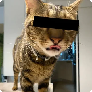 😵 emoji 貓癡合集 Telegram sticker 19 of 88