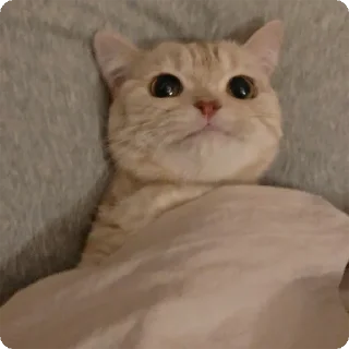 🐱 emoji 貓癡合集 Telegram sticker 11 of 88