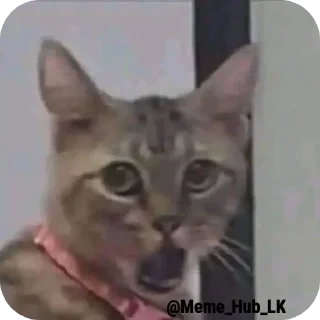 🐱 emoji Meme Hub Lk (@Meme_Hub_LK) Telegram sticker 19 of 32