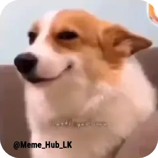 🐶 emoji Meme Hub Lk (@Meme_Hub_LK) Telegram sticker 5 of 32
