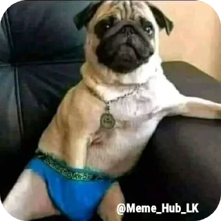 🐶 emoji Meme Hub Lk (@Meme_Hub_LK) Telegram sticker 16 of 32