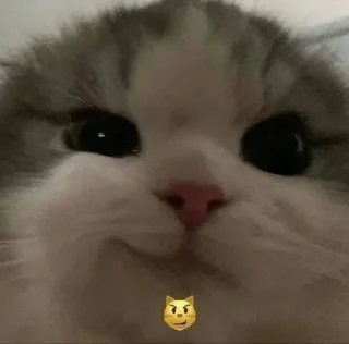 😼 emoji Ayega toh billa he @r_squared_rishabh Telegram sticker 14 of 55