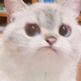 😾 emoji Your stickers - @my_stckers_bot Telegram sticker 1 of 120