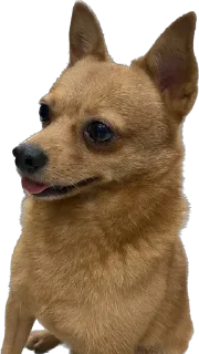 Sticker from Doggos @roasted_duck