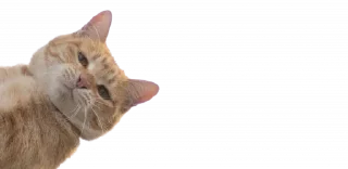 🐈 emoji ˘ `៸៸꒱ഒ ⊹ ˚ @Prentals ₊  ⑅  . Telegram sticker 12 of 21
