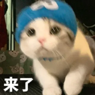Sticker from 奶酪猫