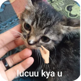 🐱 emoji caramelana(⁠◠⁠‿⁠・⁠) Telegram sticker 12 of 36