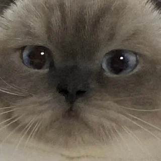 😘 emoji 黑糖小猫咪 Telegram sticker 9 of 40
