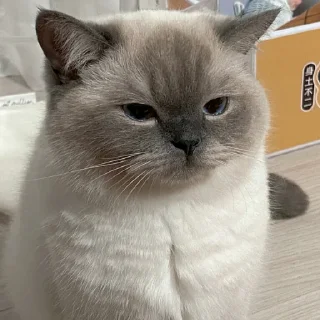 😘 emoji 黑糖小猫咪 Telegram sticker 13 of 40
