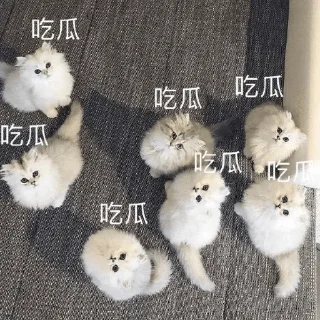 ❤️ emoji 小猫咪    @xiaoyuzaicc Telegram sticker 22 of 120