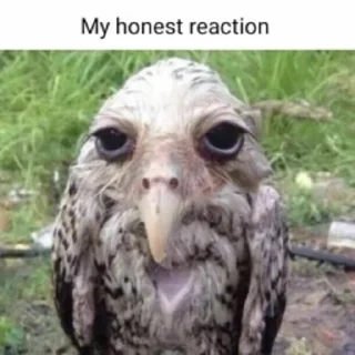 😚 emoji Honest Reaction @ManasTheKing Telegram sticker 6 of 52