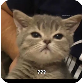 🐱 emoji Billa Telegram sticker 14 of 46