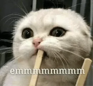 😔 emoji Stolen cats @Polaroiddme Telegram sticker 5 of 120