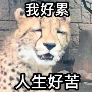 😩 emoji 狗屎爛圖 Telegram sticker 7 of 21