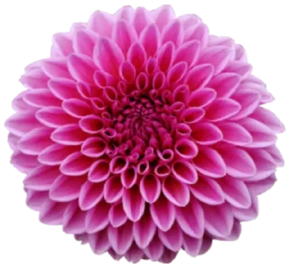 🌸 emoji ヅֆʊʀɮɦɨ ɖɨʟǟɨᏦ @HindiDayari Telegram sticker 15 of 40