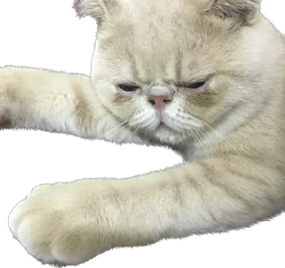 🧚 emoji 臭貓 Telegram sticker 11 of 83