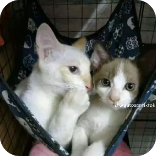 🐱 emoji babiblus punya gua Telegram sticker 18 of 39