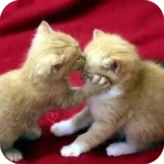🐱 emoji babiblus punya gua Telegram sticker 9 of 39