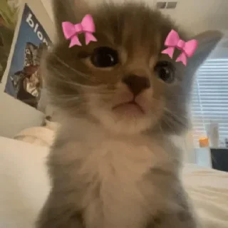 😀 emoji coquette cat Telegram sticker 9 of 16