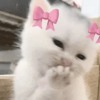 😀 emoji coquette cat Telegram sticker 14 of 16