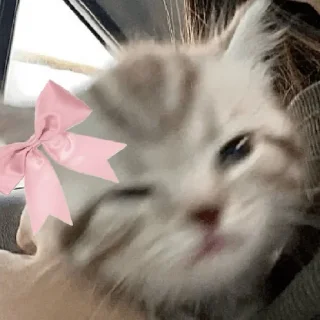 😀 emoji coquette cat Telegram sticker 13 of 16