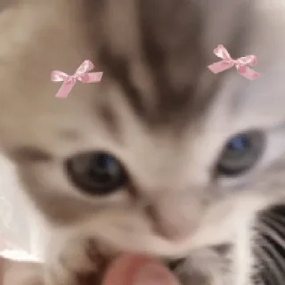 😀 emoji coquette cat Telegram sticker 1 of 16