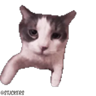 😽 emoji 𝚁𝚘𝚕𝚎𝚡's video pack (@Mikasa_Ackr_bot) Telegram sticker 19 of 32