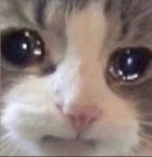 😭 emoji Your stickers - @my_stckers_bot Telegram sticker 5 of 63