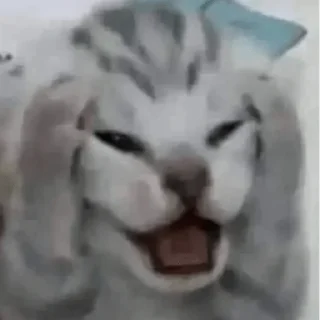 😀 emoji Gatos 🐱🫶🏻 Telegram sticker 22 of 24
