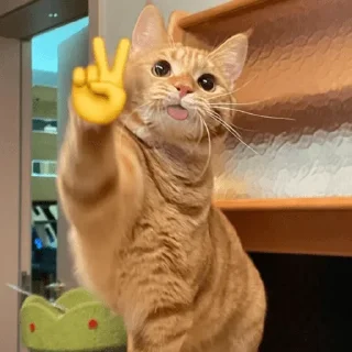 😀 emoji Gatos 🐱🫶🏻 Telegram sticker 4 of 24