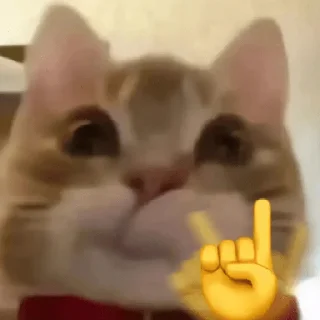 😀 emoji Gatos 🐱🫶🏻 Telegram sticker 6 of 24