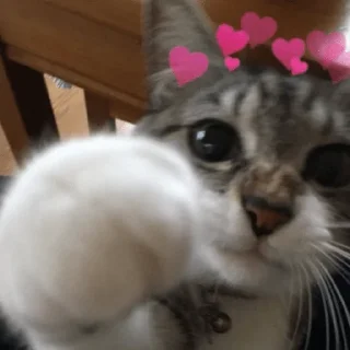😀 emoji Gatos 🐱🫶🏻 Telegram sticker 18 of 24
