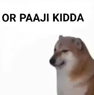 ✨ emoji Punjabi Cheems Mr7Professor Telegram sticker 7 of 39