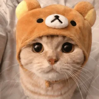 🌝 emoji Cattttt @sparkling_vibes Telegram sticker 11 of 35