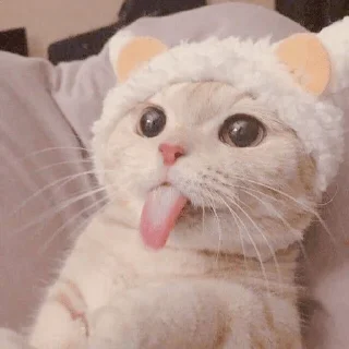 😛 emoji Cattttt @sparkling_vibes Telegram sticker 16 of 35