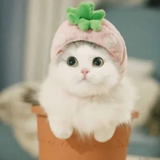 🌵 emoji Cattttt @sparkling_vibes Telegram sticker 15 of 35