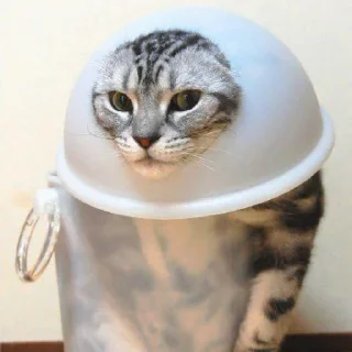🗑 emoji Cats for Gemini Group Telegram sticker 5 of 18
