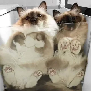 📂 emoji Cats for Gemini Group Telegram sticker 7 of 18