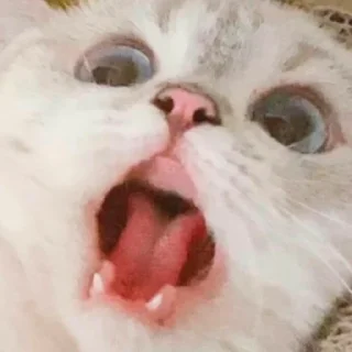🙀 emoji мαηαν's pack Telegram sticker 21 of 103