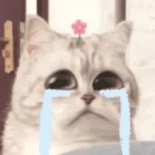 Sticker from 小鱼仔     @xiaoyuzaicc