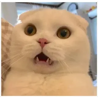 😧 emoji Amazing Cats Telegram sticker 23 of 25