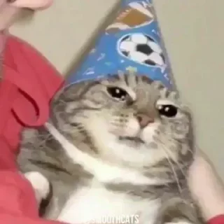 😂 emoji Amazing Cats Telegram sticker 12 of 25