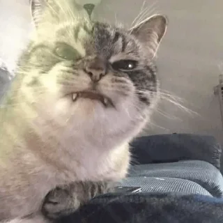 😒 emoji Amazing Cats Telegram sticker 13 of 25