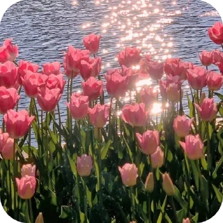 🌸 emoji Join 🔥 @Englishs_Chatting_Club Telegram sticker 12 of 80