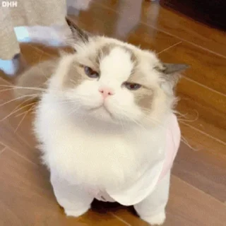 😡 emoji 可爱猫猫-@maoSMS Telegram sticker 22 of 90