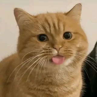 😀 emoji Gatos 🐱🫶🏻 Telegram sticker 23 of 24
