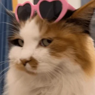 😀 emoji Gatos 🐱🫶🏻 Telegram sticker 8 of 24
