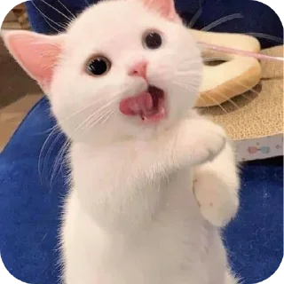🐱 emoji Cats @telugustickerss Telegram sticker 7 of 21