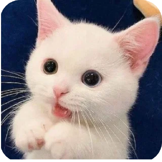 🐱 emoji Cats @telugustickerss Telegram sticker 8 of 21
